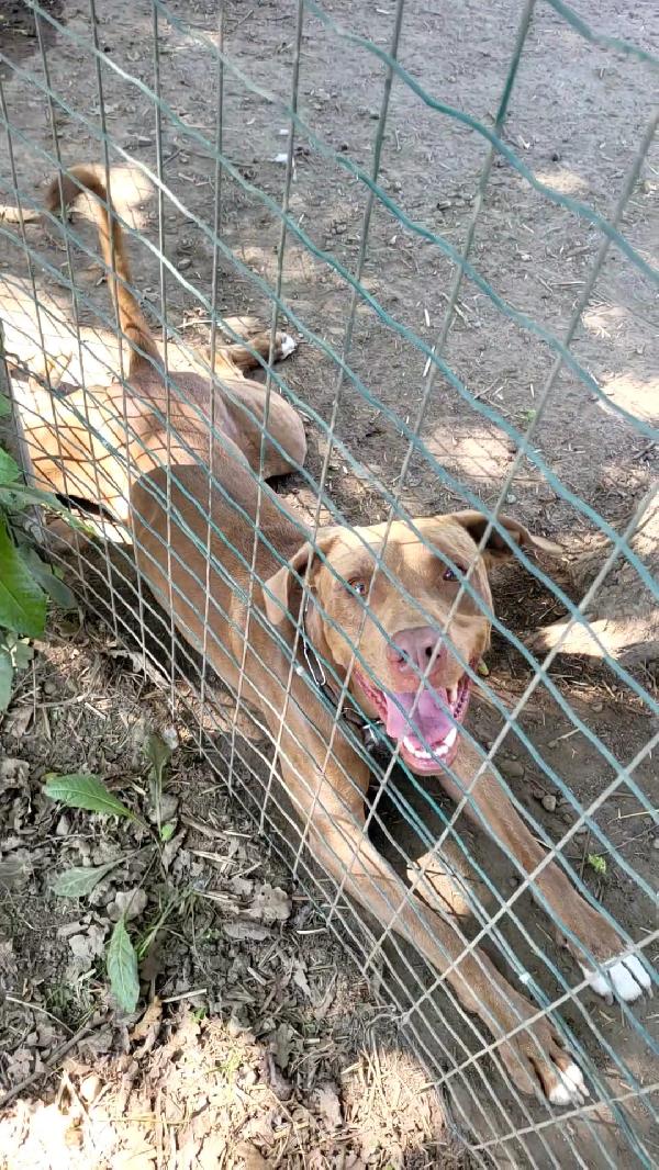 Zoro, splendido simil Pitbull Red Nose Foto 3